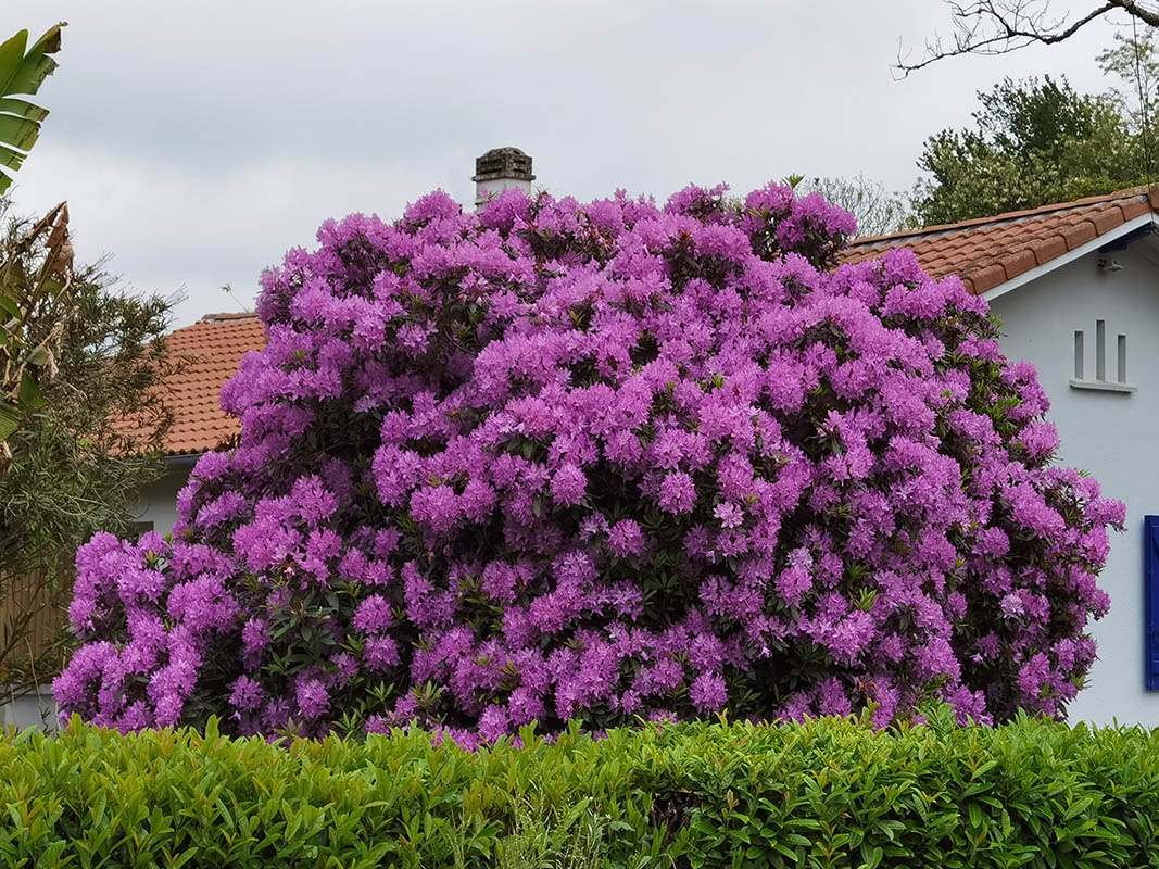 Rhododendron ponticum